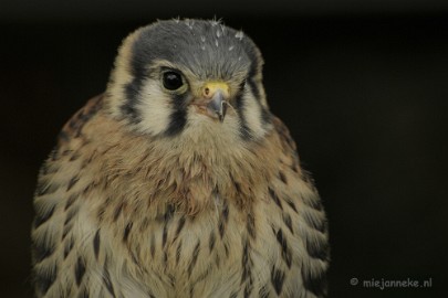 _DSC7380 Falcon Crest