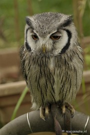 _DSC7406 Falcon Crest