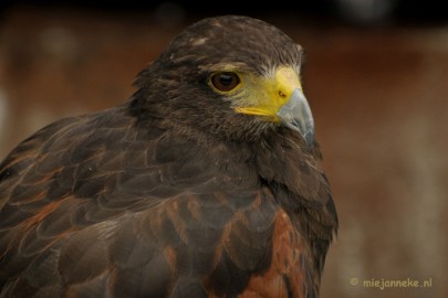 _DSC7424 Falcon Crest