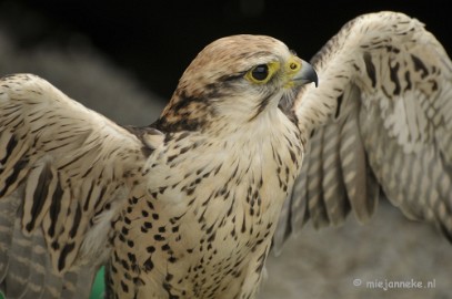 _DSC7431 Falcon Crest