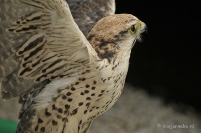 _DSC7432 Falcon Crest