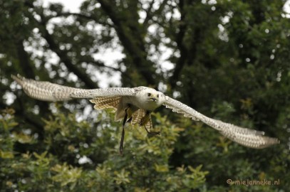 _DSC7453 Falcon Crest