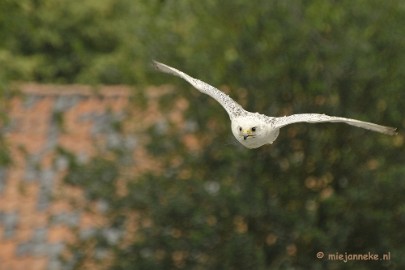 _DSC7456 Falcon Crest