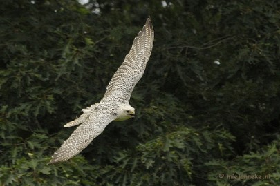 _DSC7465a Falcon Crest