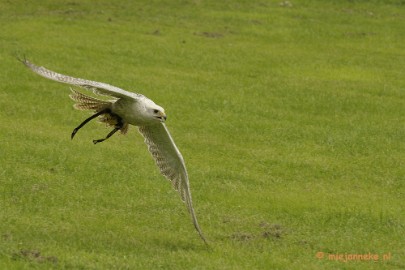 _DSC7472 Falcon Crest