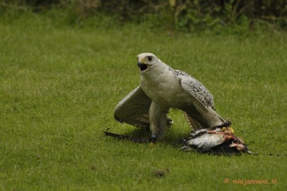 _DSC7484 Falcon Crest