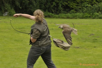 _DSC7537 Falcon Crest