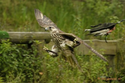 _DSC7547aa Falcon Crest