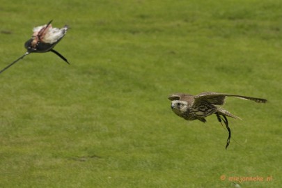 _DSC7564 Falcon Crest