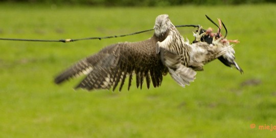 _DSC7577 Falcon Crest