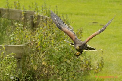 _DSC7609 Falcon Crest