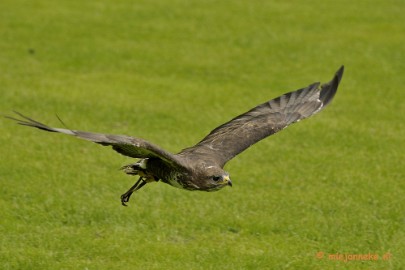 _DSC7624 Falcon Crest