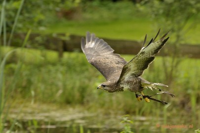 _DSC7628 Falcon Crest