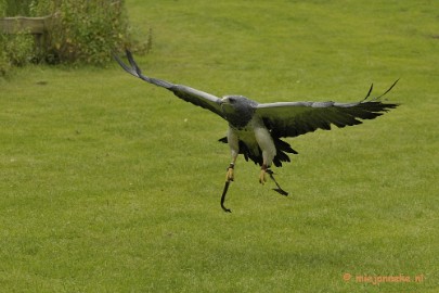 _DSC7668 Falcon Crest