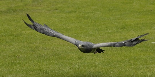 _DSC7674 Falcon Crest