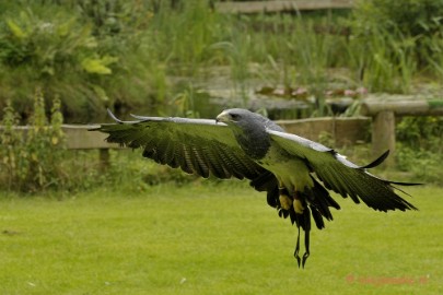 _DSC7678 Falcon Crest