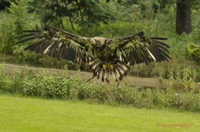 _DSC7725 Falcon Crest