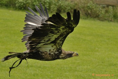 _DSC7783 Falcon Crest