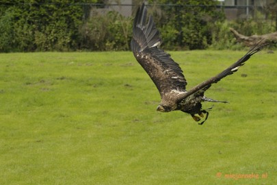 _DSC7792 Falcon Crest