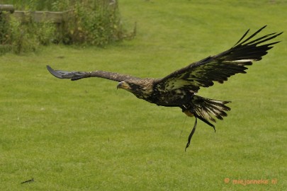 _DSC7794 Falcon Crest