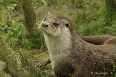 otter3 Gaiapark