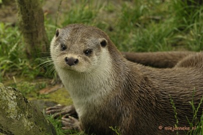 otter4 Gaiapark