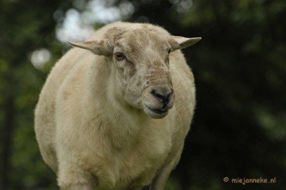 schaap1 Gaiapark