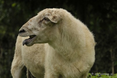 schaap3 Gaiapark