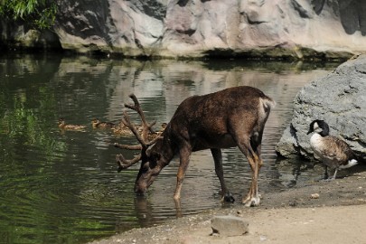 _DSC1041 Erlebnis Welt Zoo Duitsland