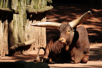 _DSC1083 Erlebnis Welt Zoo Duitsland