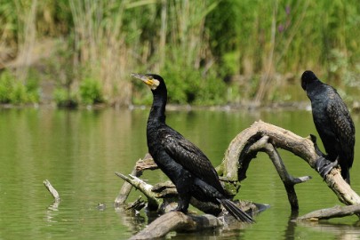 aalscholver1 Erlebnis Welt Zoo Duitsland