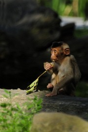 aap1 Erlebnis Welt Zoo Duitsland