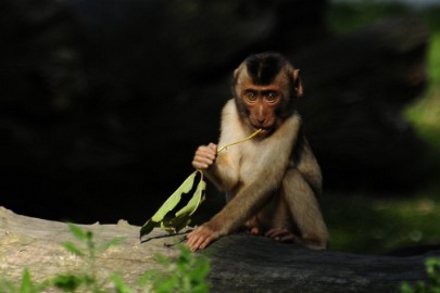 aap2 Erlebnis Welt Zoo Duitsland