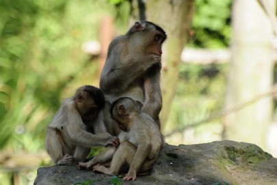 aap4 Erlebnis Welt Zoo Duitsland