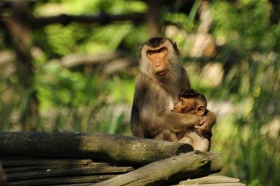 aap6 Erlebnis Welt Zoo Duitsland