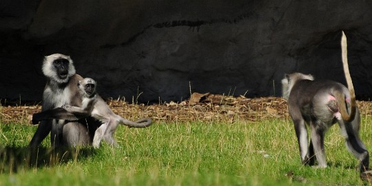 aap7 Erlebnis Welt Zoo Duitsland