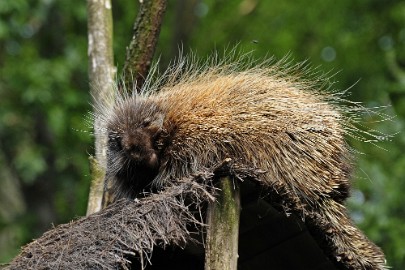 boomvarken Erlebnis Welt Zoo Duitsland