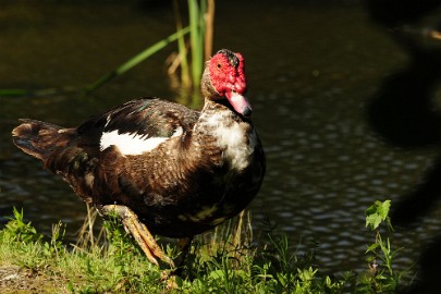 eend1 Erlebnis Welt Zoo Duitsland