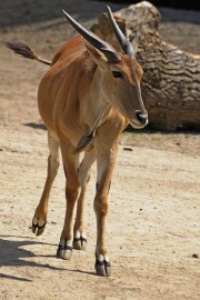 hert1 Erlebnis Welt Zoo Duitsland