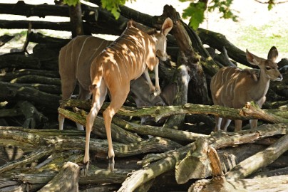 hert2 Erlebnis Welt Zoo Duitsland