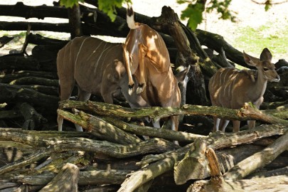 hert3b Erlebnis Welt Zoo Duitsland