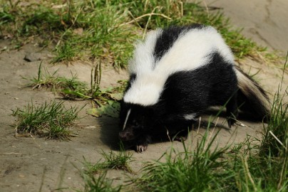 stinkdier1 Erlebnis Welt Zoo Duitsland