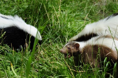 stinkdier2 Erlebnis Welt Zoo Duitsland