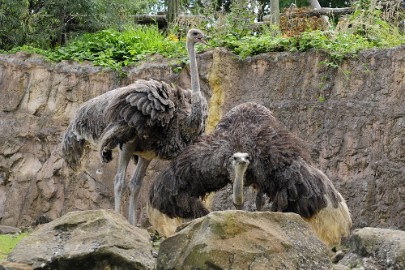 struis1 Erlebnis Welt Zoo Duitsland