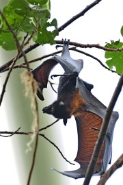 vleermuis2 Erlebnis Welt Zoo Duitsland