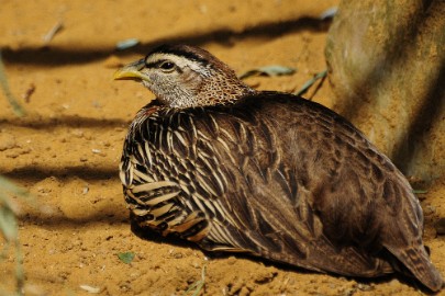 vogel1 Erlebnis Welt Zoo Duitsland