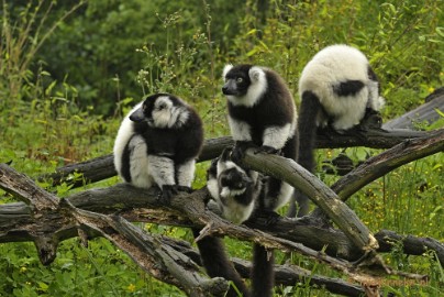 _DSC5023 Olmense Zoo