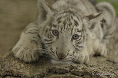 _DSC5086 Olmense Zoo