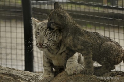 _DSC5114 Olmense Zoo