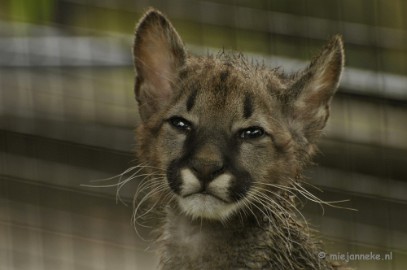 _DSC5124 Olmense Zoo